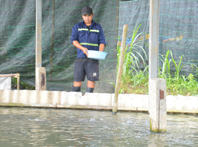Công ty TNHH Ngũ Thường Mekong đã chọn nuôi ghép cá thát lát với sặc rằn trong chuỗi kinh tế tuần hoàn của trang trại. Ảnh: Trung Chánh.