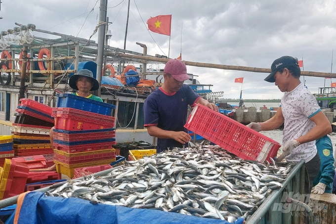 The quality of post-harvest seafood is essential in enhancing each voyage's economic value. Photo: Vo Dung.