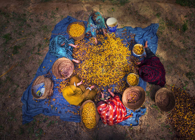 Family farming and traditional agricultural systems are still providing food and securing livelihood for rural communities in many countries of the world. Photo: GIAHS / Siwa Oasis