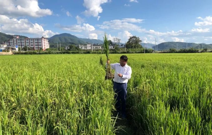 Năng suất các giống lúa gạo ở Trung Quốc liên tục tăng, góp phần đảm bảo an ninh lương thực tại quốc gia đông dân nhất thế giới. Ảnh: Xinhua