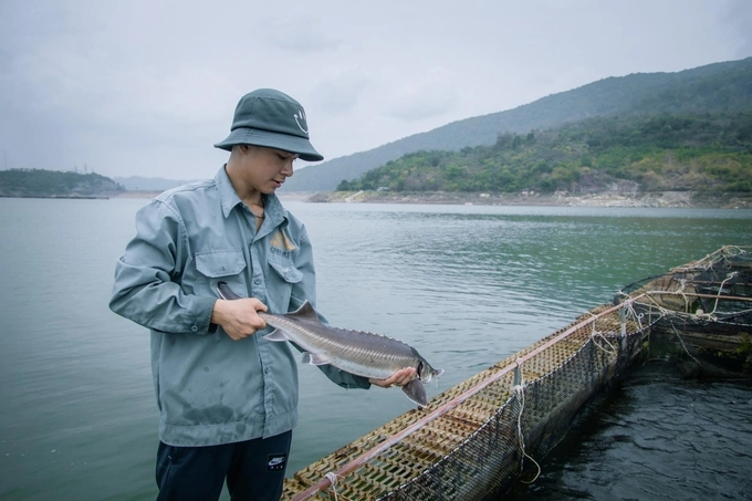 In Vietnam, after just 5 years of farming, sturgeon can be exploited for eggs. Photo: PH.