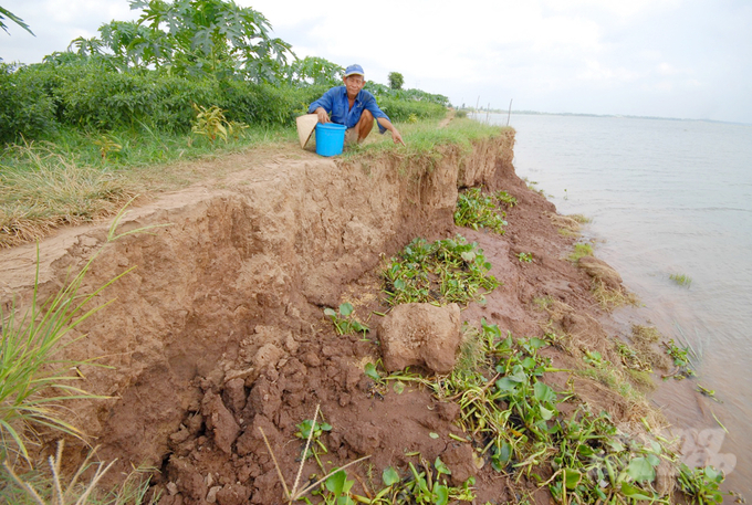 Currently, An Giang and Dong Thap are among the provinces with the highest total number of severe landslides in the Mekong Delta. Photo: Le Hoang Vu.
