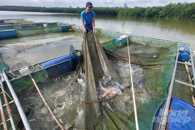 Nuôi chép giòn và các loại cá nước ngọt trong lồng bè trên lòng hồ thủy lợi kết hợp mở nhà hàng ẩm thực giúp gia đình anh Tý lãi ròng trên 400 triệu đồng/năm. Ảnh: Võ Dũng.
