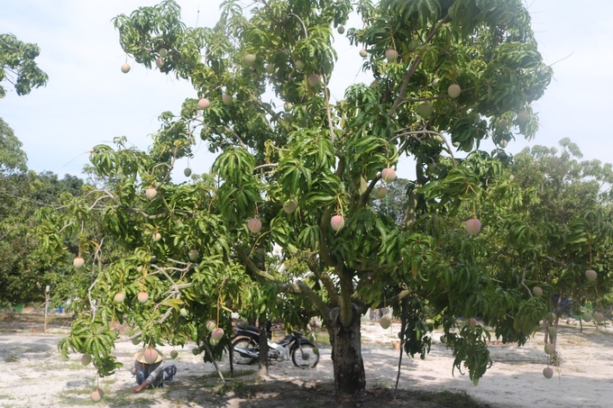 Cam Lam district is Khanh Hoa’s 'capital of mango'. Photo: KS.