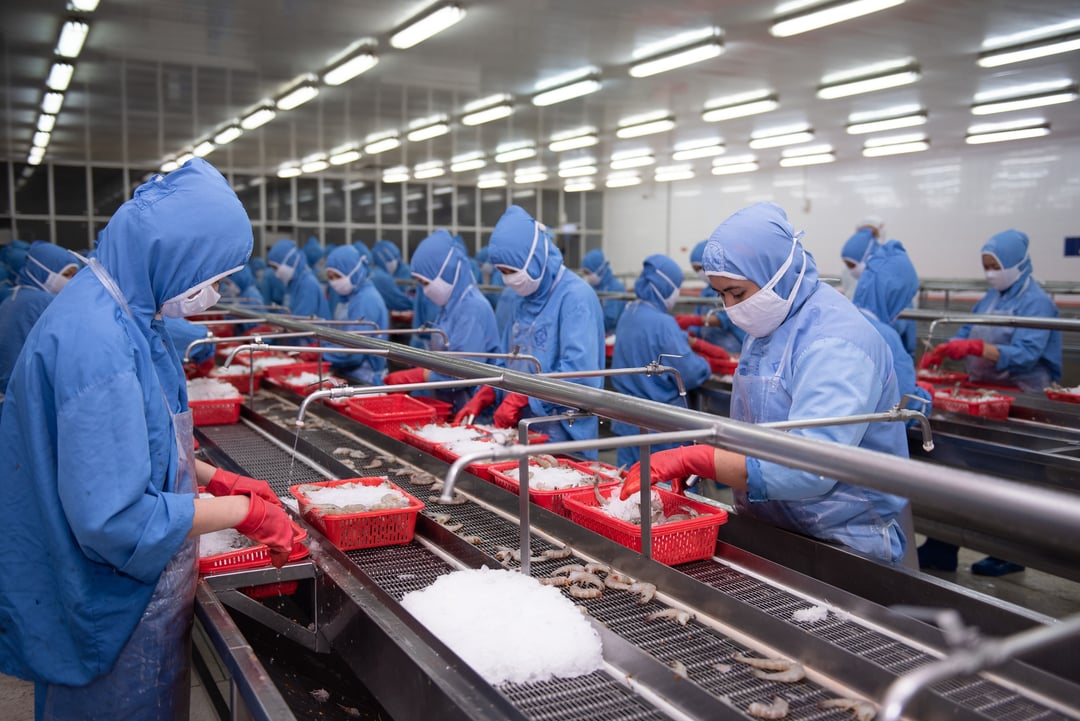 Dây chuyền chế biến tôm tại một nhà máy chế biến của Công ty Cổ phần Thực phẩm Sao Ta (thuộc Tập đoàn PAN).