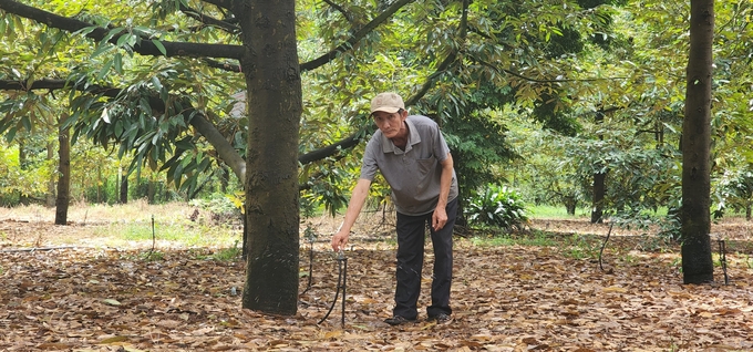 Sầu riêng đang là một trong những cây trồng được ngành nông nghiệp tỉnh Đồng Nai quan tâm. Ảnh: Trần Trung.