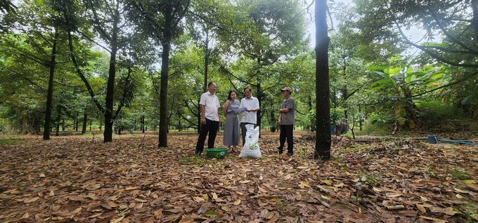 Cây sầu riêng đang giúp kinh tế người nông dân Đồng Nai ngày càng khởi sắc. Ảnh:Trần Trung.