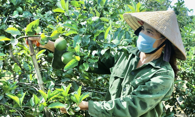 Chỉnh trang vườn hộ, phát triển cây cam chủ lực là hướng đi đúng đắn, góp phần nâng cao thu nhập cho người dân miền núi Vũ Quang.