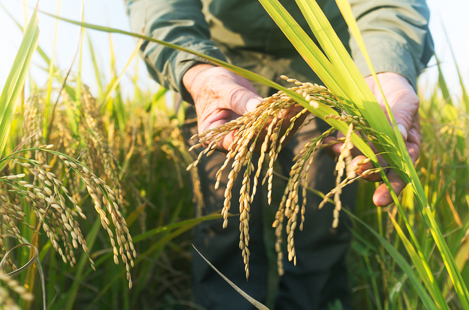 Getting even more grains from high-yielding rice, such as this plant in China, will be important for global food security.