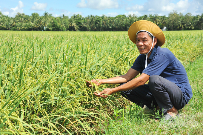 An Giang đưa vụ thu đông lên thành vụ sản xuất chính là hoàn toàn có thể thực hiện, bởi vì phần lớn các diện tích đều nằm trong hệ thống đê bao khép kín đảm bảo ăn chắc cho vụ lúa thu đông. Ảnh: Lê Hoàng Vũ.