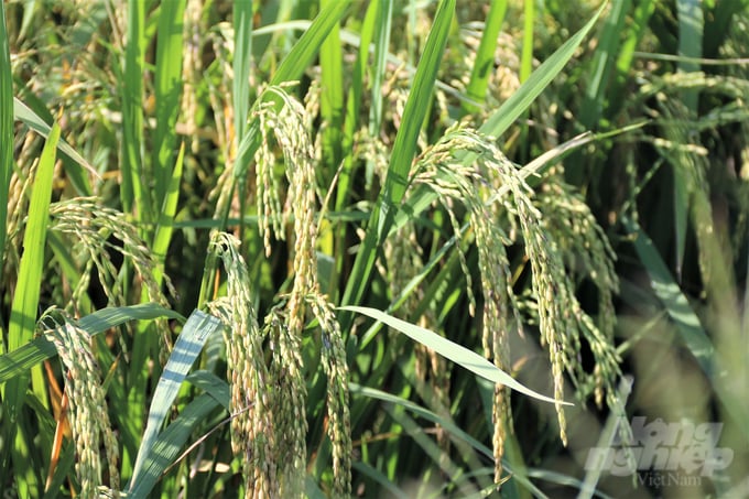 Sử dụng phân bón lá hữu cơ Pan trong sản xuất lúa gạo góp phần cải tạo đất, đảm bảo môi trường sinh thái đất trong sạch. Ảnh: Phạm Hiếu.