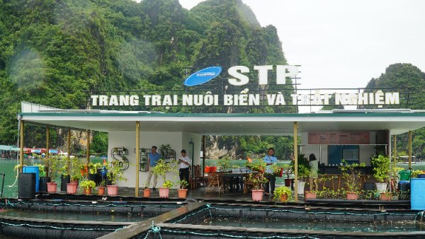 Sea farming area combined with experience tourism of Phat Co Cooperative (Van Don). Photo: Nguyen Thanh.