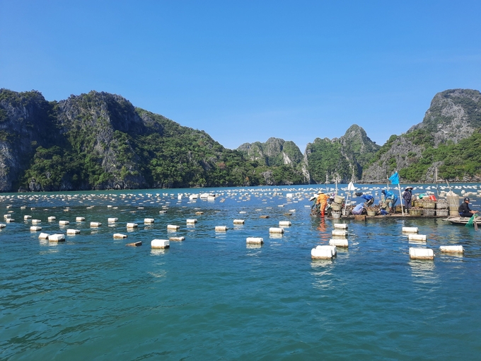 Quang Ninh has up to 5,500ha of marine culture using foam buoys. Photo: Nguyen Thanh.