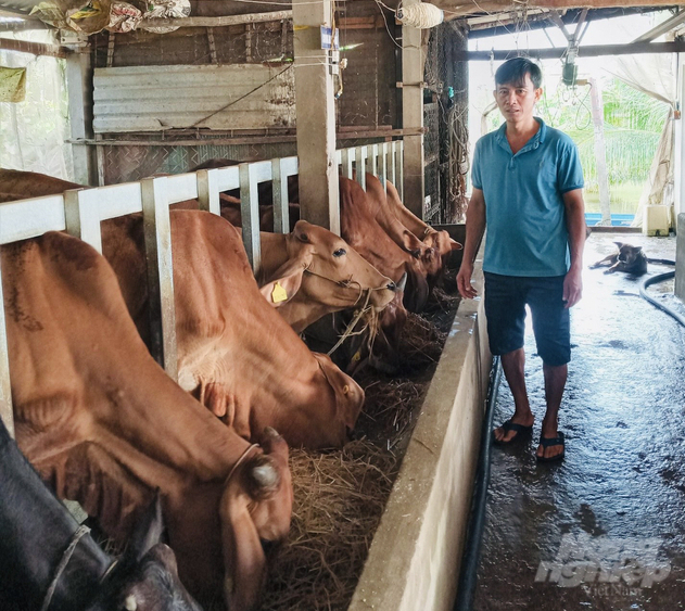 Dự án chăn nuôi bò tỉnh Sóc Trăng đã tạo được sinh kế cho người dân và giữ lại được nguồn lao động tại địa phương. Ảnh: Trọng Linh.