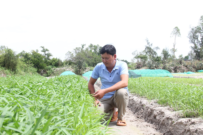 Anh Trương Ký Thành, Giám đốc Hợp tác xã nông nghiệp Bình Triều cho biết, rau được trồng ở đây đều đảm bảo an toàn, không hề sử dụng thuốc bảo vệ thực vật, đạt tiêu chuẩn VietGAP. Ảnh: L.K.