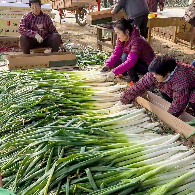 Nông dân thu hoạch hành lá ở huyện Chương Khâu, ngoại ô Tế Nam, tỉnh Sơn Đông. Ảnh: Chinadaily