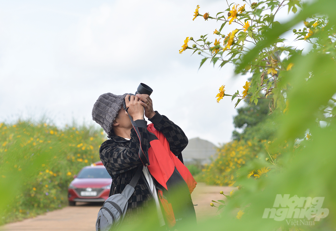 Khi mùa hoa dã quỳ rực nở, người dân, du khách và các nghệ sĩ nhiếp ảnh gần xa đổ về Đà Lạt chụp ảnh, lưu lại cảnh sắc thiên nhiên. 