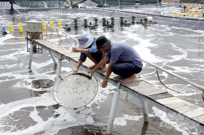 Mr. Luong Van Ha (right) inspects shrimp in a pond using 3-stage CPF-Combine shrimp farming technology. Photo: Son Trang.