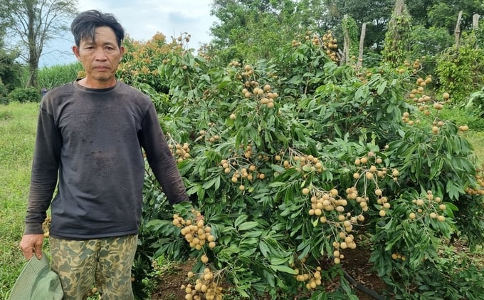 Mr. Hoang Dinh Dung's family escaped poverty thanks to the longan tree.