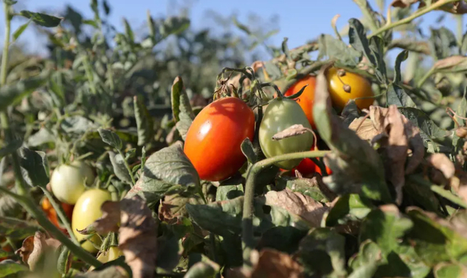 Tomatoes, dried up by the heat, hang from a vine on a farm in Los Banos, California. Photo: Nathan Frandino