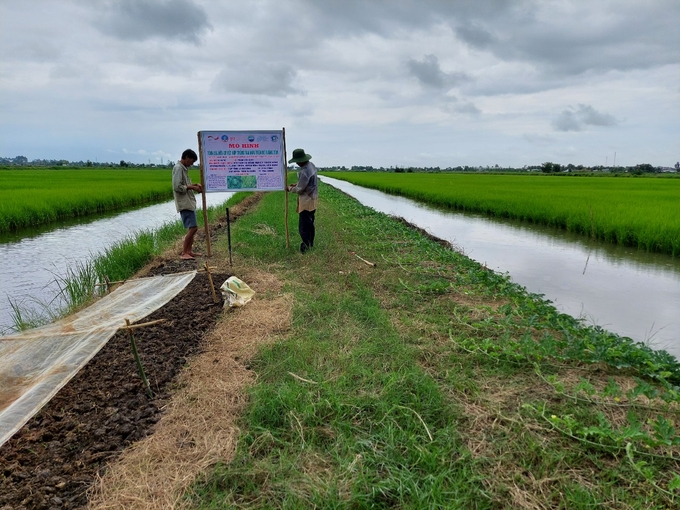 Mô hình lúa - tôm do khuyến nông Vĩnh Thuận triển khai đã tạo ra đột phá mới cho sản xuất, nâng cao thu nhập cho bà con. Ảnh: Diễm Trang.