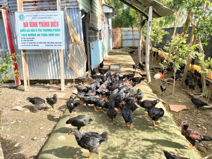 Mô hình nuôi gà ô tía thương phẩm tại huyện Vĩnh Thuận mở ra hướng đi mới cho người dân địa phương. Ảnh: Diễm Trang.