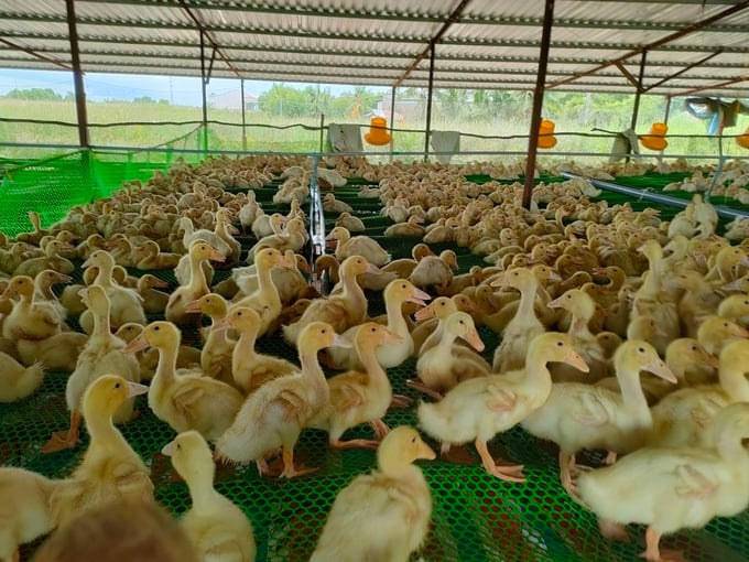 Mô hình nuôi vịt do khuyến nông Vĩnh Thuận hỗ trợ triển khai cho nông dân có hiệu quả cao. Ảnh: Diễm Trang.