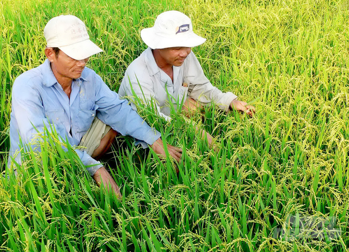 Nông dân An Giang phấn khởi triển khai trồng lúa Nhật. Ảnh: Lê Hoàng Vũ.