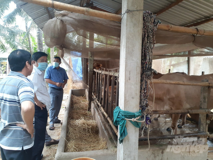 Hiệu quả từ Dự án Phát triển chăn nuôi bò đã góp phần giúp cho bà con tăng trưởng kinh tế hộ, phục vụ chương trình giảm nghèo bền vững của tỉnh Sóc Trăng. Ảnh: Trọng Linh.