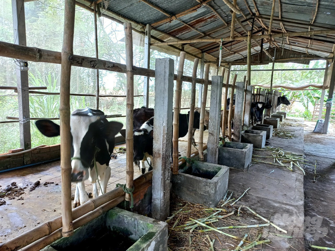Sóc Trăng tiếp tục triển khai Dự án Phát triển chăn nuôi bò trên địa bàn tỉnh giai đoạn 2022 - 2025, định hướng đến năm 2030, sau thành công của dự án trước đó. Ảnh: Trọng Linh.