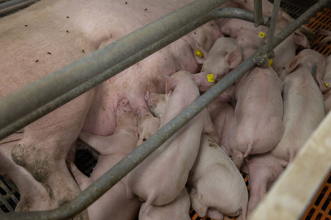 Rabobank cho rằng tỷ suất lợi nhuận chăn nuôi lợn dù đang được cải thiện nhưng ngành vẫn phải đối mặt với những thách thức lớn gồm chi phí thức ăn chăn nuôi và dịch bệnh. Ảnh: Peter Roek