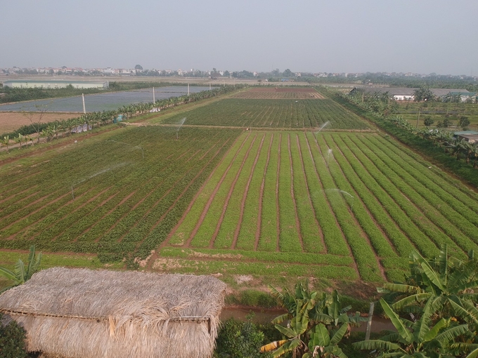 Vùng trồng nguyên liệu của Công ty CP Nông nghiệp GIGAHERBS Việt Nam. Ảnh: Nhân vật cung cấp.