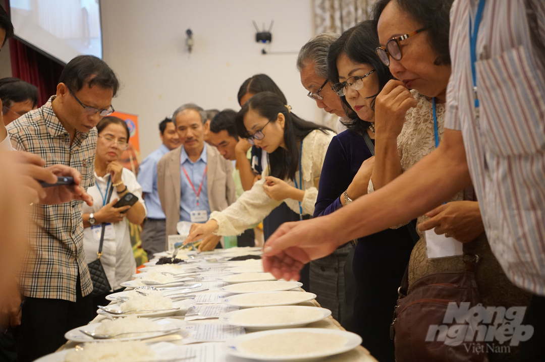 Đại biểu tham dự thử độ dẻo của từng loại gạo. Ảnh: Nguyễn Thủy.