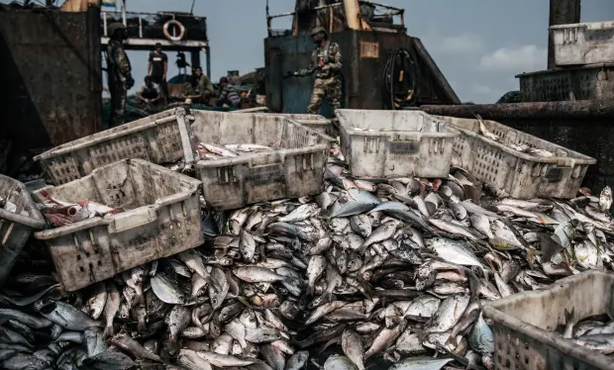 An illegal catch seized by Sea Shepherd and Gabon authorities off Gabon, in west Africa. Photo: Rebecca Griffiths