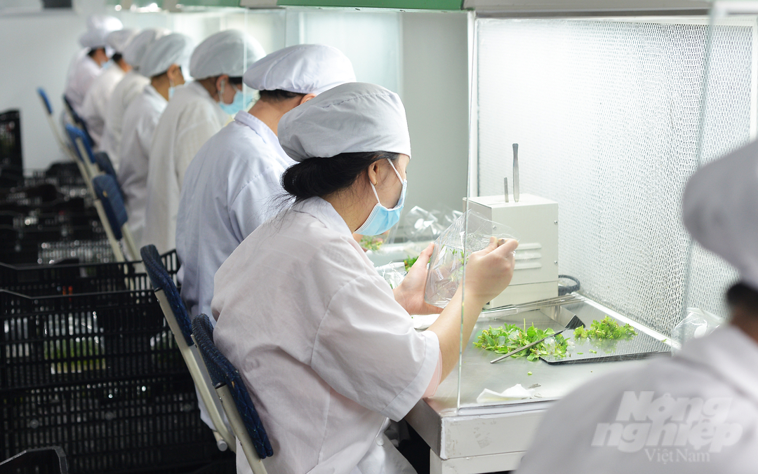 Đến nay, gia đình ông Phạm Phong Hải đã thành lập Công ty TNHH Quang Nguyên Đà Lạt và mở rộng quy mô, nâng cao năng lực sản xuất.  