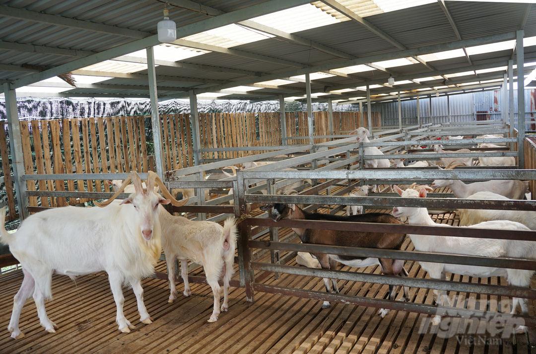 Trang trại với 200 con dê của anh Hải được bố trí thoáng mát, sạch sẽ. Ảnh: Nguyễn Thủy.