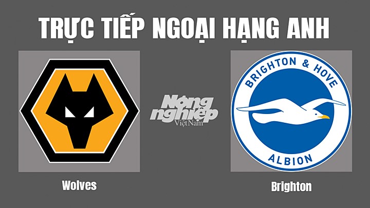 Trực tiếp bóng đá Ngoại hạng Anh giữa Wolves vs Brighton hôm nay 5/11/2022