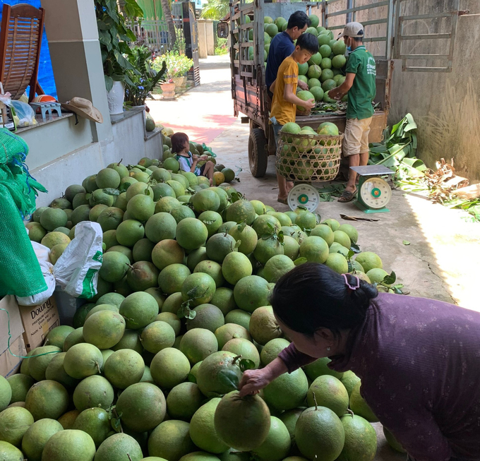 Previously, the output of green-skinned pomelo in Hoai An mainly relied on the domestic market. Photo: V.D.T.