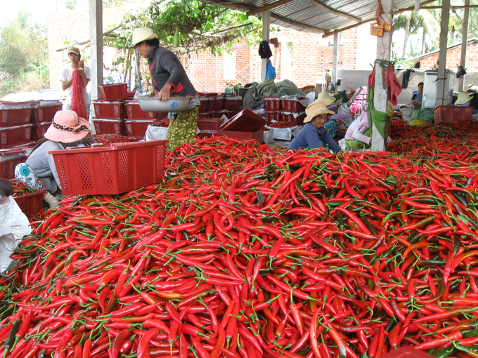 The chili-growing area in Phu My district (Binh Dinh) maintains a scale of 1,200 hectares. Photo: V.D.T.