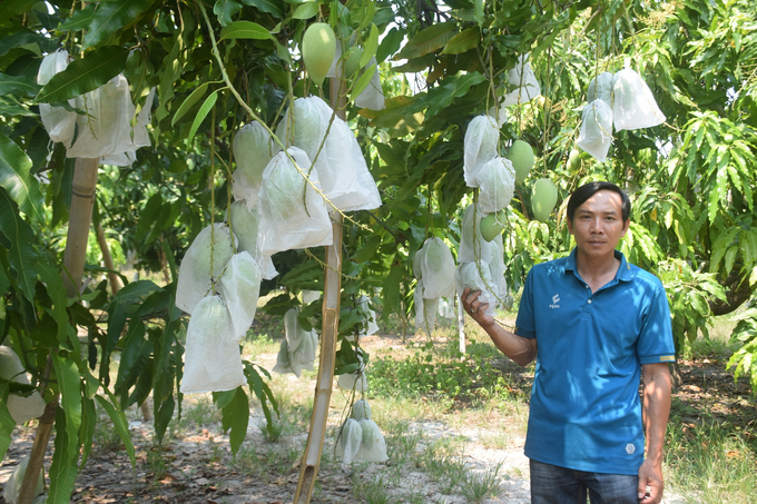 Nhờ đập dâng Văn Phong đưa nước về nên người dân xã Cát Hanh (huyện Phù Cát, Bình Định) khấm khá lên nhờ những vườn xoài cát Hòa Lộc. Ảnh: V.Đ.T.