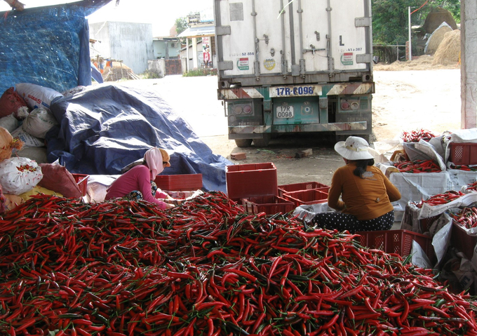 For a long time, peppers from Phu My district (Binh Dinh) have been mostly exported to China by unofficial channels. Photo: V.D.T.