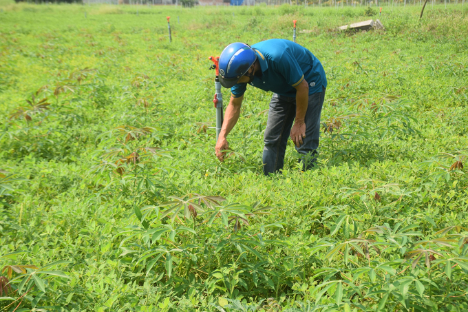 Nhờ nguồn nước của hồ Định Bình đưa về thông qua hệ thống kênh mương Văn Phong, nông dân xã Cát Hiệp (huyện Phù Cát) chuyển đổi cơ cấu cây trồng hiệu quả. Ảnh: V.Đ.T.