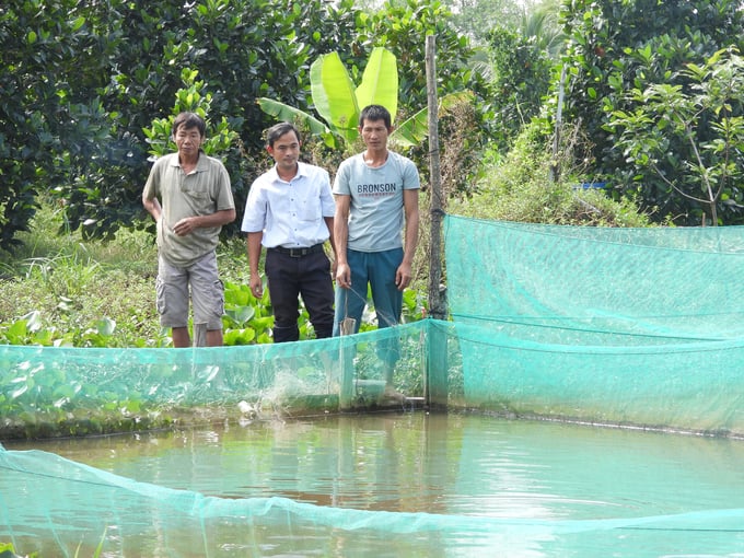 Ông Dương Hồng Đức (giữa) thăm kiểm tra tiến độ thực hiện mô hình dự án nuôi cá thát lát. Ảnh: Trần Trung.