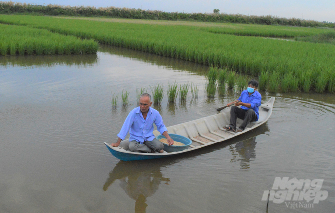 Nông dân sản xuất theo mô hình lúa – tôm ở huyện An Minh đã yên tâm tầu tư trồng lúa, không còn lo bị nhiễm mặn vào cuối vụ nhờ hệ thống thủy lợi ven biển được đầu tư đồng bộ. Ảnh: Trung Chánh.