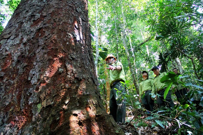 Chính phủ đã quy định chi tiết các loại dịch vụ môi trường rừng khác nhưng chưa có hướng dẫn về dịch vụ hấp thụ và lưu giữ carbon của rừng. Ảnh: Viết Cường.