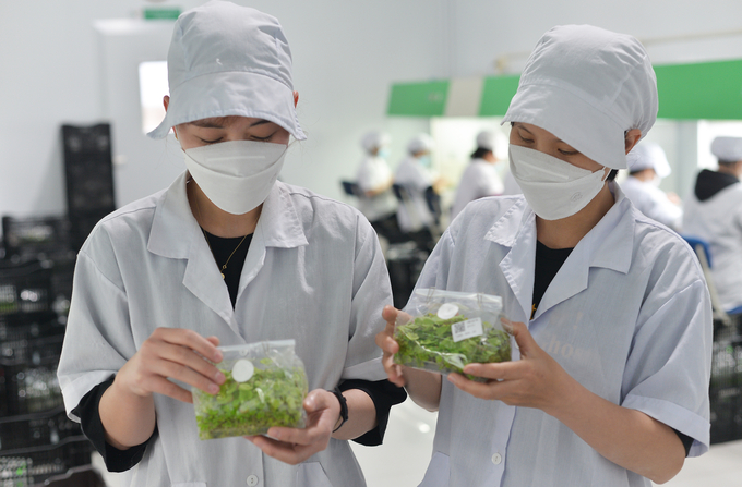 In 2021, Lam Dong province's invitro seedling output reached 35 million plants, with an export value of $9 million. Photo: Minh Hau.