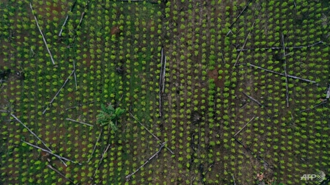 An aerial view of a coca field and remains of deforested trees in Guaviare department, Colombia in Nov 202 Photo: AFP