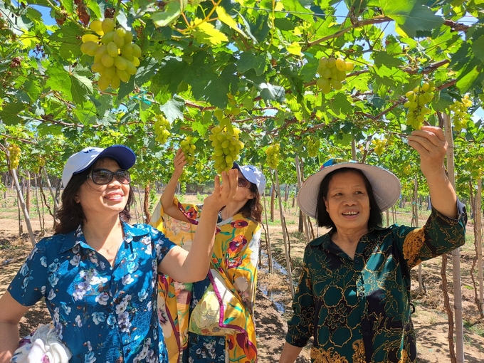 Đoàn khách du lịch đến từ tỉnh Kon Tum thăm quan vườn nho và không khỏi bất ngờ bởi cách làm du lịch của người dân Ninh Thuận. Ảnh: M.P.