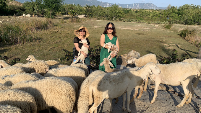 Khách du lịch thích thú tham quan, trải nghiệm và chụp ảnh lưu niệm với các chú cừu chỉ có ở Ninh Thuận. Ảnh: Q.N.
