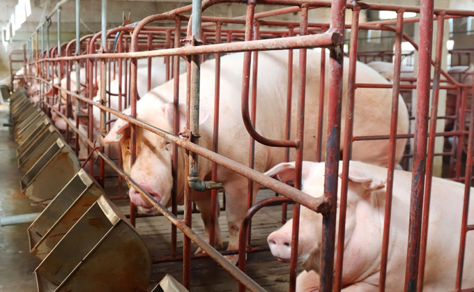 Trang trại chăn nuôi lợn an toàn sinh học của anh Lê Ngọc Dân mỗi năm thu lãi gần 1 tỷ đồng. Ảnh: T.Nga.